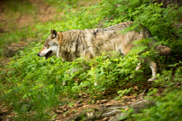 灰狼。图片下载