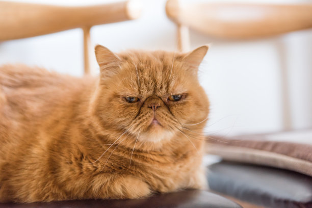 加菲猫猫素材图片