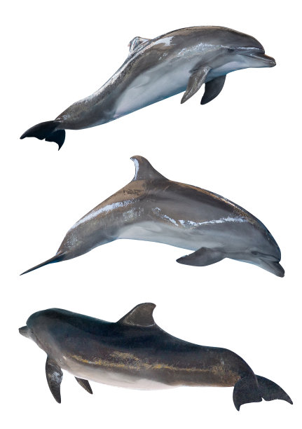 被三只普通白宽吻海豚孤立图片下载