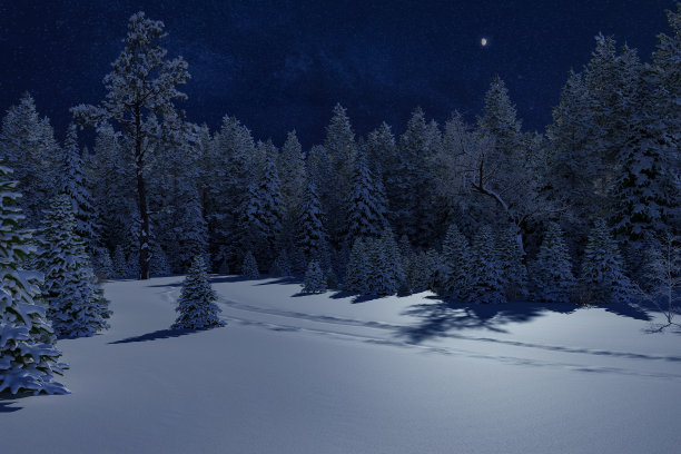 雪冷杉森林图片下载