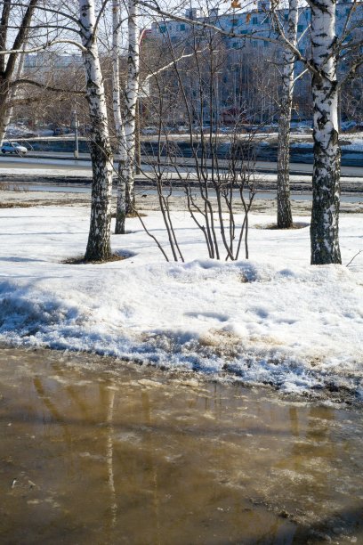 白桦，绕着融化的雪靠近树干图片下载