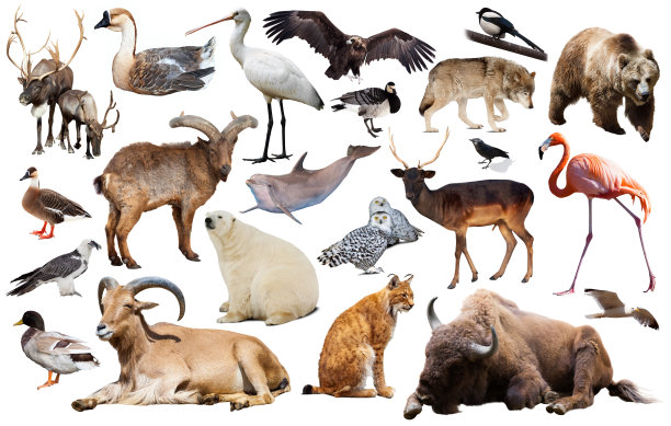 集欧洲图片下载