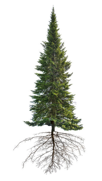 深绿色的直孤立冷杉具根图片下载