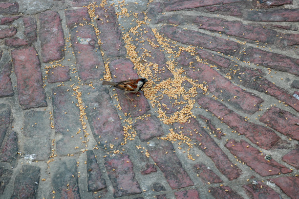 家麻雀|英国麻雀|印度麻雀图片下载