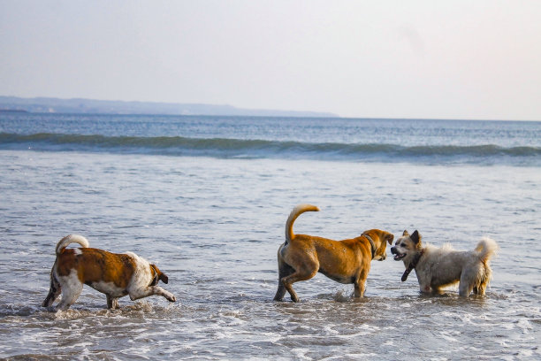 在海滩上玩耍的狗图片下载