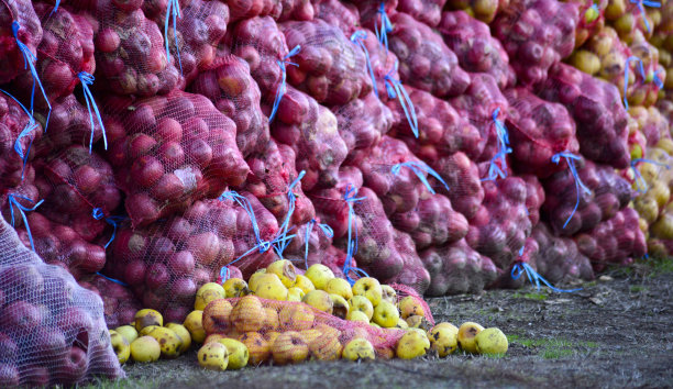 成熟的苹果收集在网眼袋为果汁工业图片下载