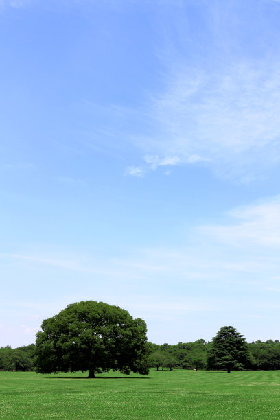 一棵大树在公园的大广场上图片下载