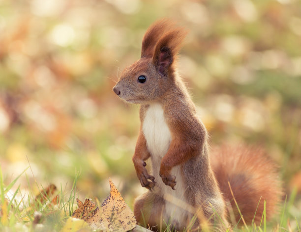 秋天公园森林里的红松鼠。图片下载