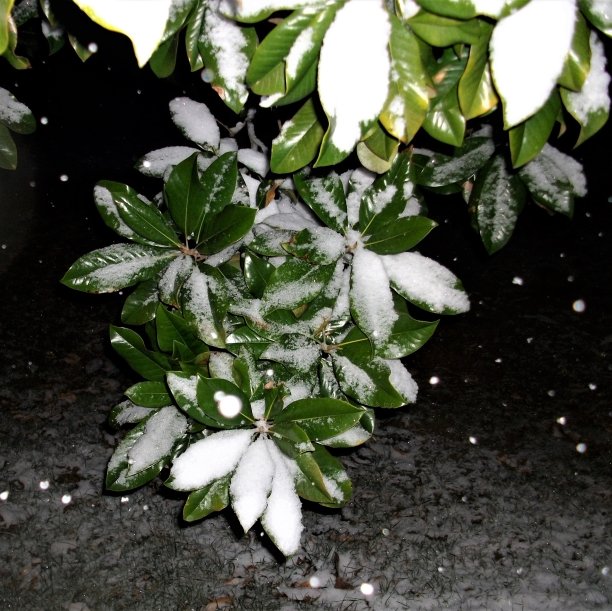 雪花依附在木兰枝上图片下载