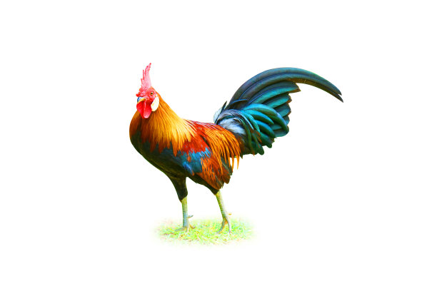 特写鸡孤立的工作室拍摄与剪辑路径上的白色图片下载