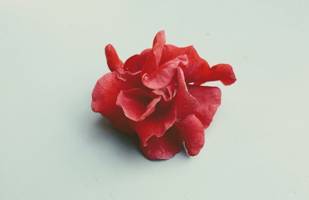 红色的花图片下载