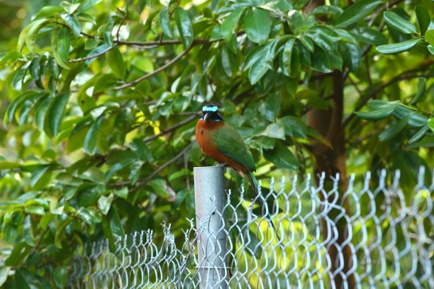 多巴哥莫特莫特图片下载