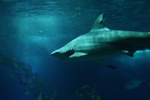 鲨鱼图片下载