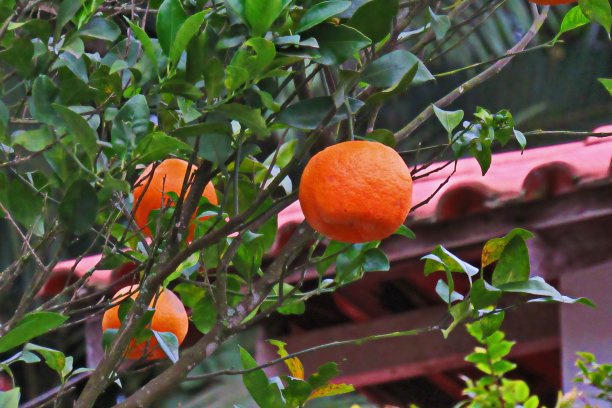 官员橙子图片下载