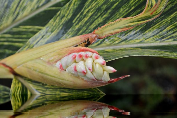 姜壳花图片下载