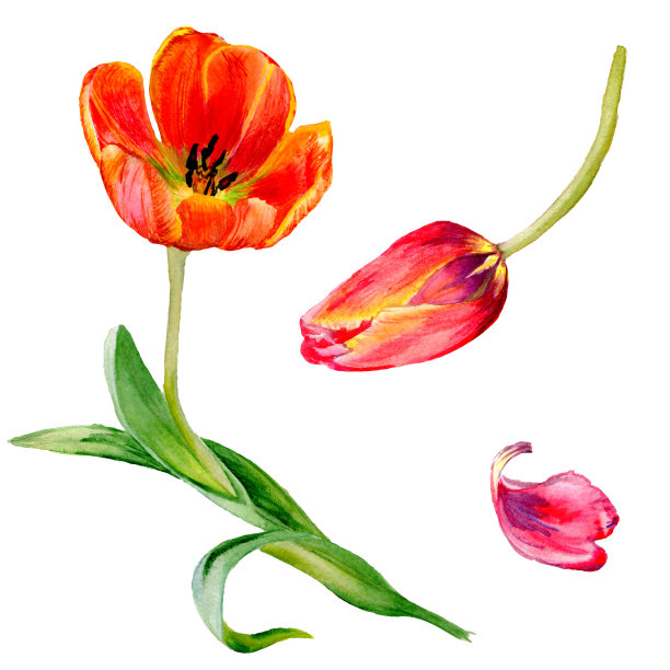 令人惊叹的红色郁金香花和绿色的叶子。孤立手绘植物花。水彩背景插图集。图片下载