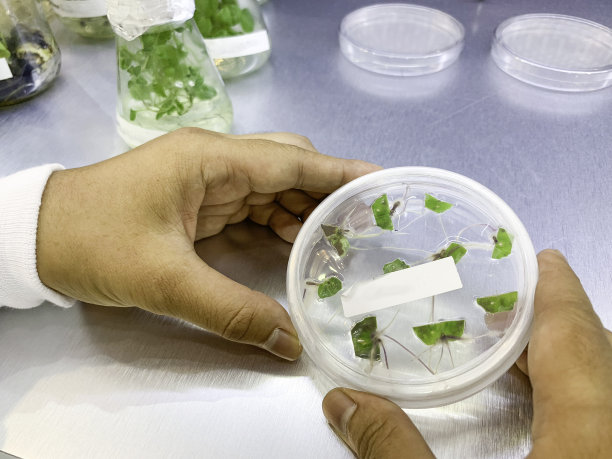 马来西亚吉隆坡实验室的植物组织培养图片下载