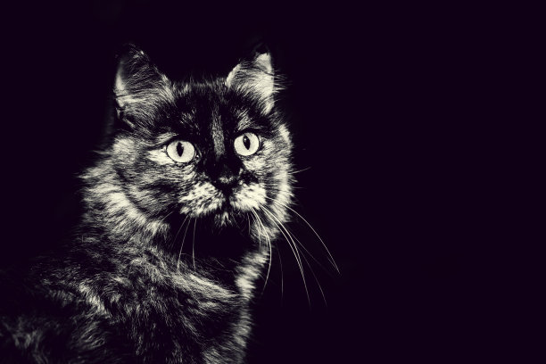 非常好的猫在黑色背景的黑白图像图片下载