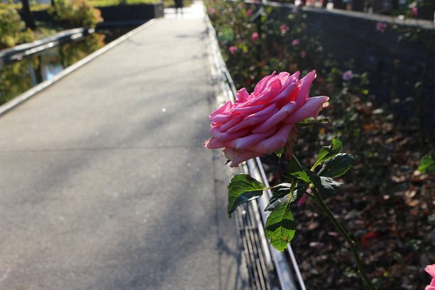 路边有美丽的大玫瑰。公园里的人行道图片下载