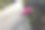 路边有美丽的大玫瑰。公园里的人行道图片下载