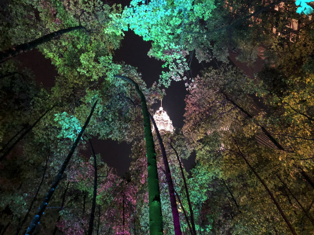 吉隆坡的彩色树木图片下载