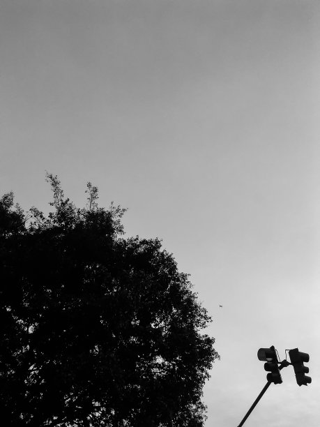 树，信号量，还有平面图片下载