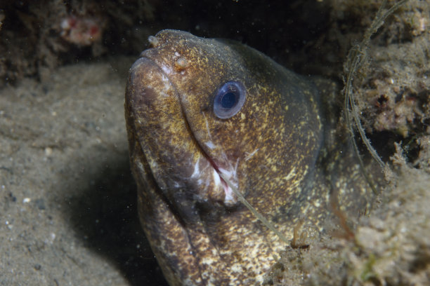 带鱼钩的海鳗，昆士兰，澳大利亚图片下载