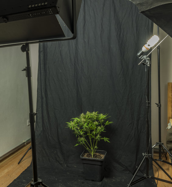 汽车花小品种，颜色绿，暗，好大麻在工作室图片下载