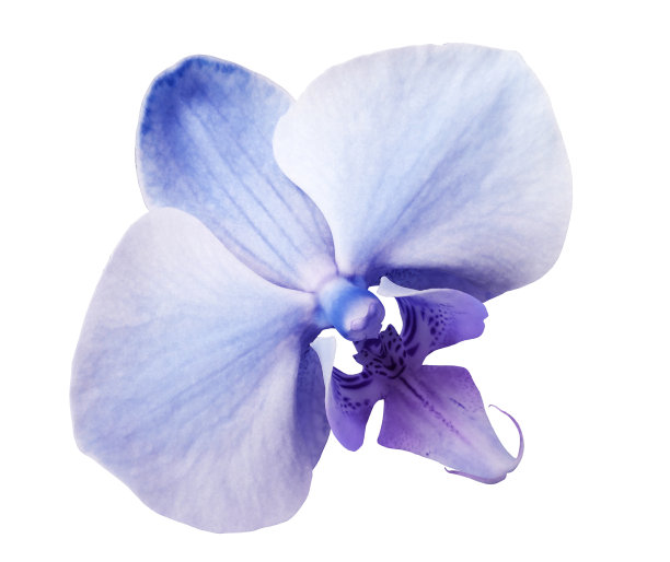 蝴蝶兰花淡蓝色，白色孤立的背景与修剪路径。特写镜头。没有阴影。为设计。大自然。图片下载