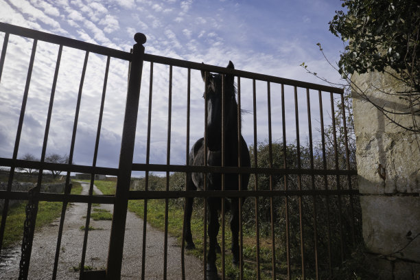 越过大门的马图片下载