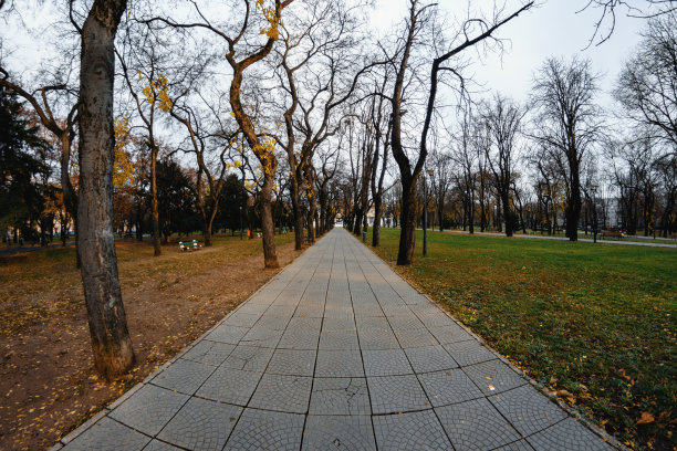 古老的铺着瓷砖的路，在秋天，幽灵般的光秃秃的树图片下载