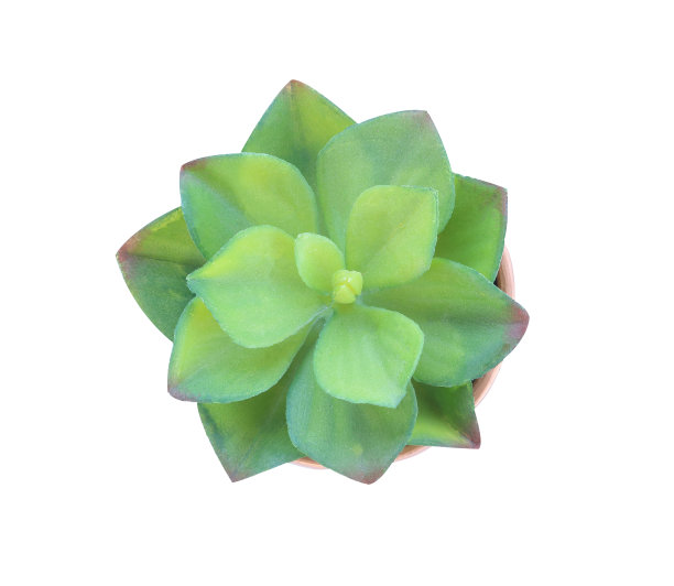 绿色多汁的仙人掌图片下载