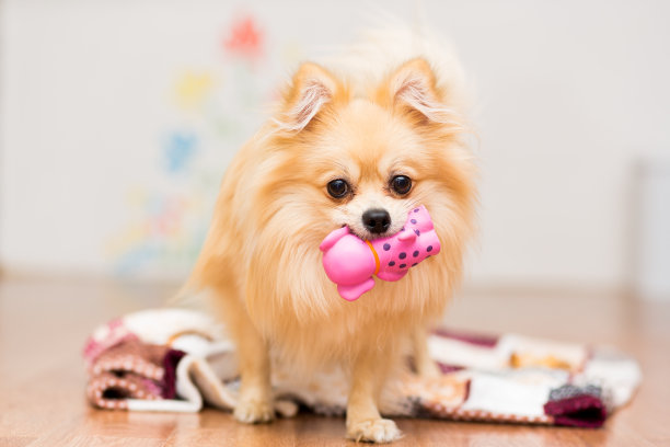 一只德国斯皮兹犬站在毯子上，嘴里叼着一个玩具图片下载