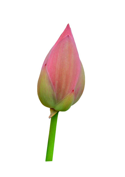红莲花蕾图片下载