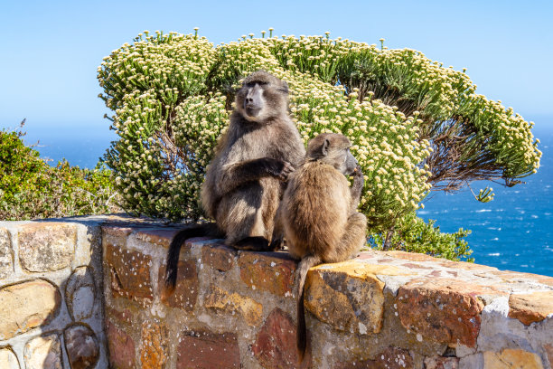 角点的狒狒图片下载