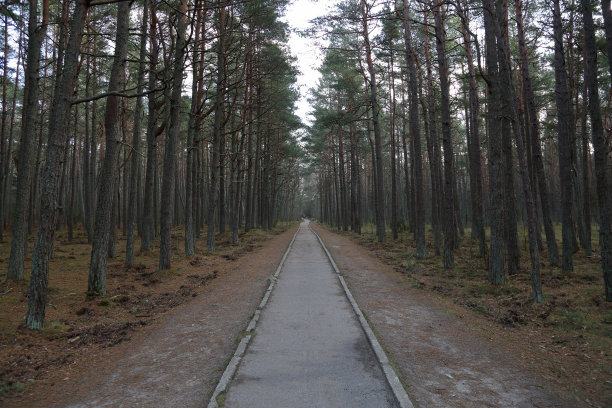 俄罗斯库尔尼沙口的秋季森林图片下载