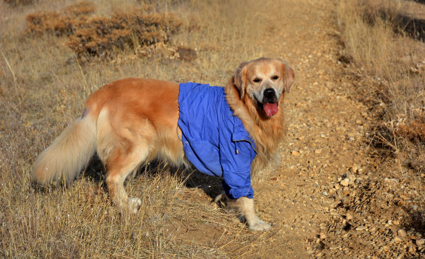 可爱的金色的狗。金毛猎犬。图片下载