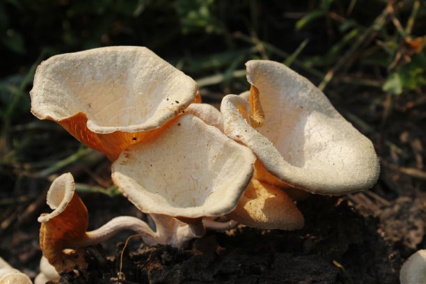 美丽的近距离照片收集森林有毒的蘑菇和食用蘑菇生长在一个老树桩或木头在森林在一个阳光明媚的日子。秋天生长的蘑菇群。图片下载