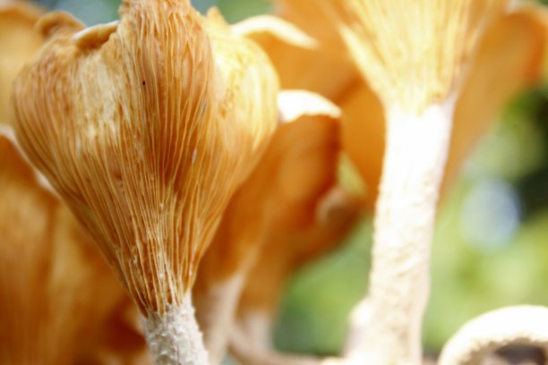 美丽的近距离照片收集森林有毒的蘑菇和食用蘑菇生长在一个老树桩或木头在森林在一个阳光明媚的日子。秋天生长的蘑菇群。图片下载