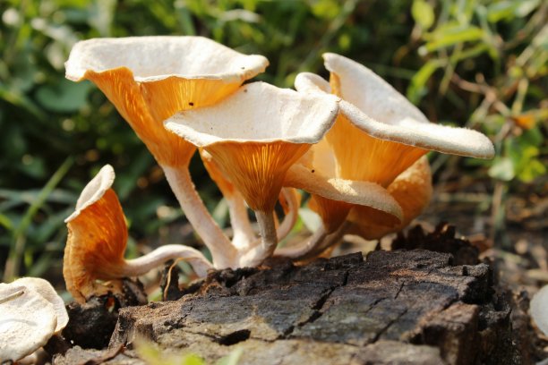 美丽的近距离照片收集森林有毒的蘑菇和食用蘑菇生长在一个老树桩或木头在森林在一个阳光明媚的日子。秋天生长的蘑菇群。图片下载