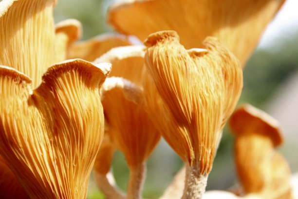 美丽的近距离照片收集森林有毒的蘑菇和食用蘑菇生长在一个老树桩或木头在森林在一个阳光明媚的日子。秋天生长的蘑菇群。图片下载