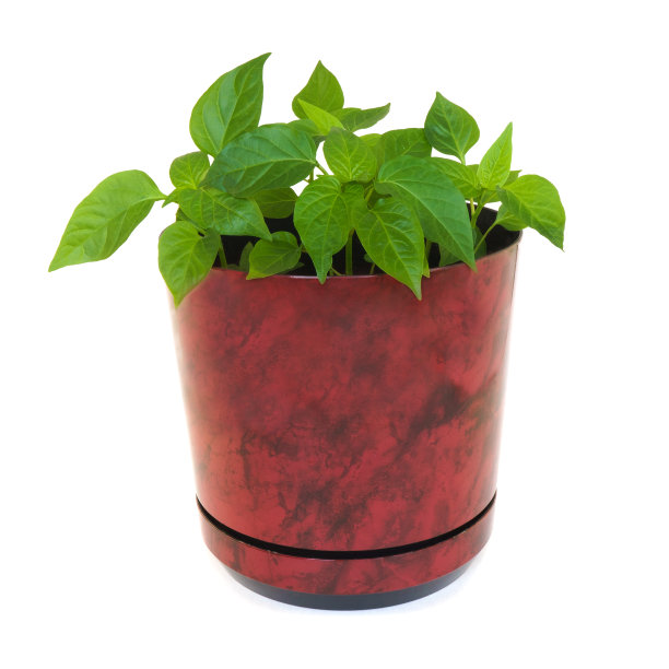 花椒苗木在家中孤立在白色背景上图片下载