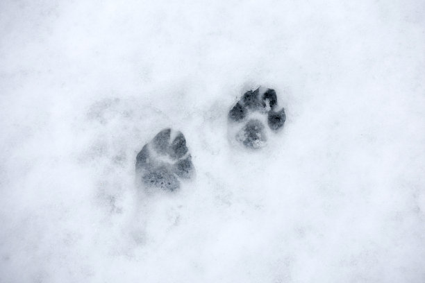 狗的爪子印在路上的雪地上图片下载