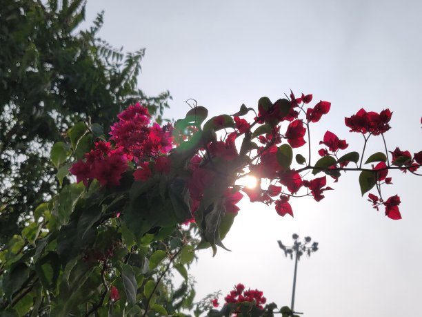 粉红色花的观点图片下载