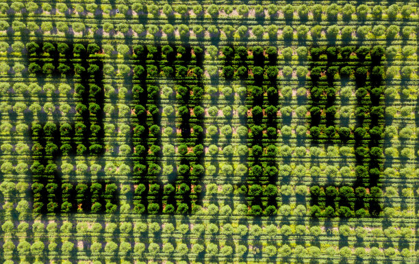 2019. 从上面看，果树排得整整齐齐图片下载