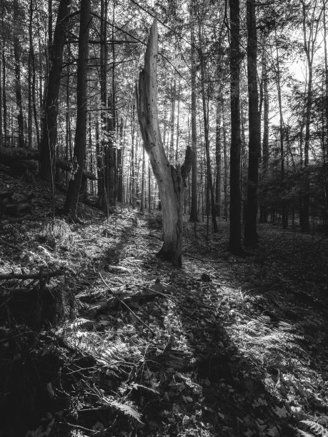 阿迪朗达克山脉，纽约，枯树，秋天的森林图片下载