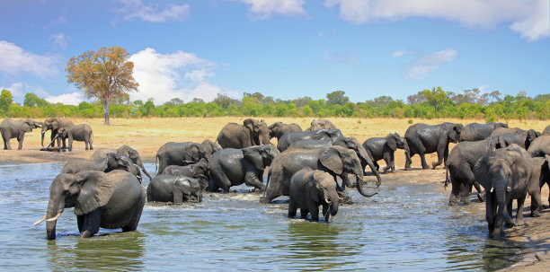 这是津巴布韦万基国家公园里一群大象在一个水坑里的美丽而充满活力的彩色图片图片下载