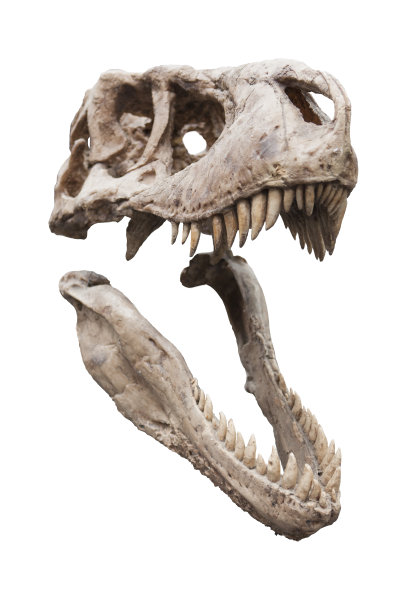迅猛龙的头骨图片下载