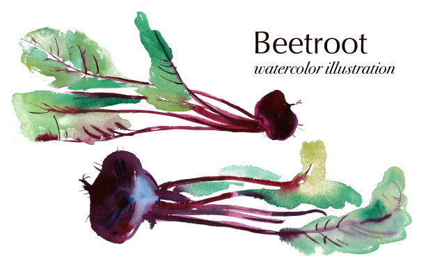 甜菜根的水彩插图，旗帜与甜菜根，甜菜叶，一套蔬菜。图片下载