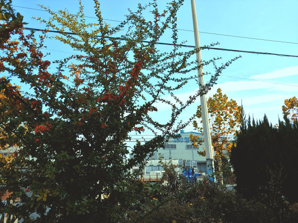 厂区花木美丽，天空秀美图片下载